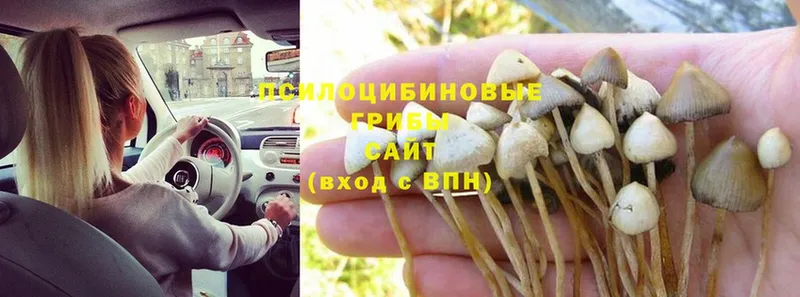 Галлюциногенные грибы Cubensis Урюпинск